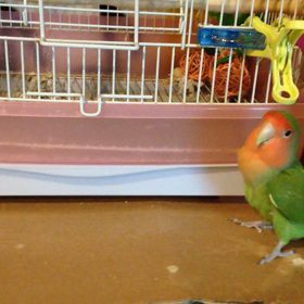 大小どちらでも。の画像