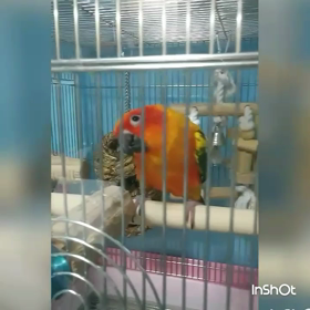 コガネメキシコインコのお料理。の画像