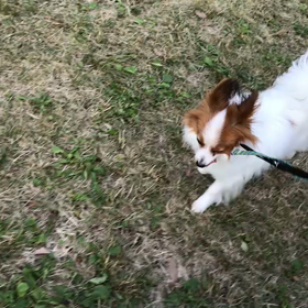 ♪お散歩動画♪代々木公園♪の画像