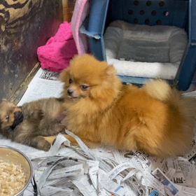 ポメラニアン　子犬　成長の様子の画像