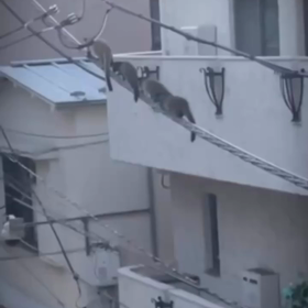 東麻布にハクビシンの行列！？の画像