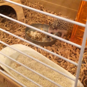 ハリネズミ  君の名は⁇の画像