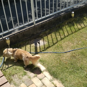 ダイエットなんて嫌いだーの画像