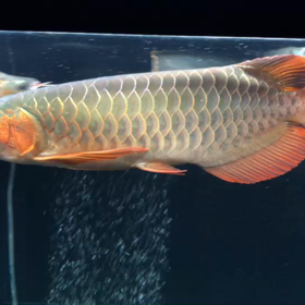 スーパーレッドお買い上げありがとうございます！！の画像