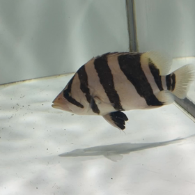 極上リアルバンド  販売魚をUPしました！の画像