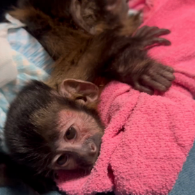 フサオマキザルの画像