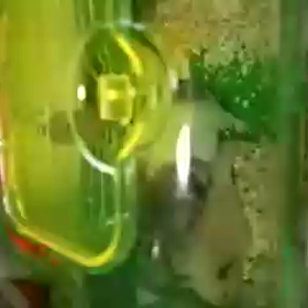 玲香が妊娠しての画像