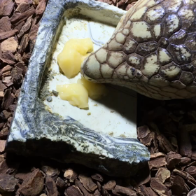 アギトゼリーの画像