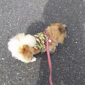 ＊朝んぽ   夢夢ちゃんの画像