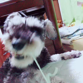 ムシムシ･･･蒸しますね( *¯ㅿ¯*)の画像