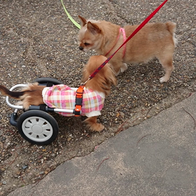 我が家のあれこれ  ～興味津々～の画像