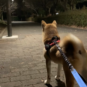 お散歩　その後の画像