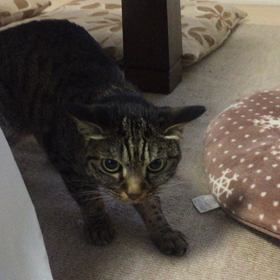 スマホ撮影ビデオへのモーションテロップ効果の画像