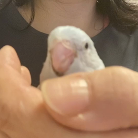 挿し餌動画の画像