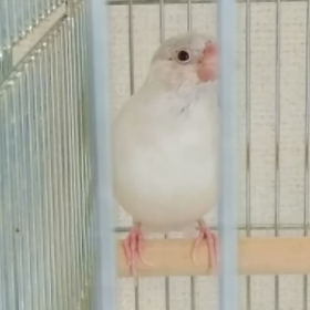 眠いけど唄の練習♡の画像