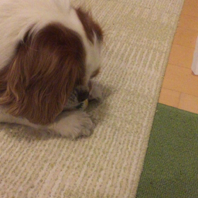 娘の演奏の画像