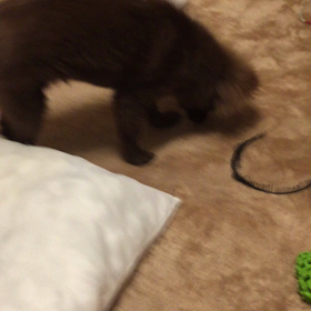 シェリ、掘るの画像