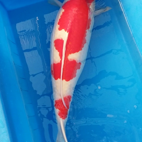 治るといいなぁの画像