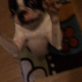 ぱどっくの画像