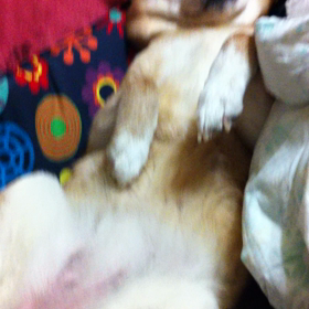 先代柴犬ちゃんの画像