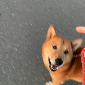 弥七やぁ～の画像