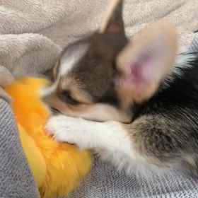 はかいじゃーの画像