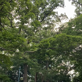 ヒグラシの画像