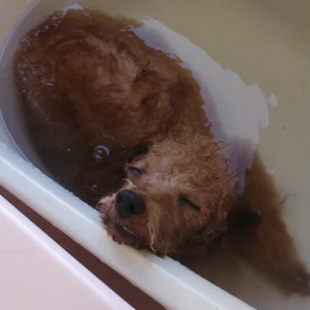 癒しの光景の画像