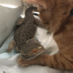 フトアゴの千代ちゃん宅に！の画像