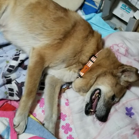 フクタンのハッハッハの動画の画像