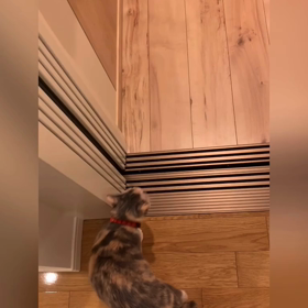 ホームEVに乗る猫　降りたい階に着いた！の画像