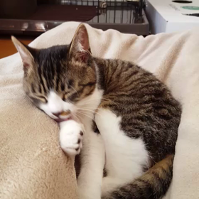 キレイ好きの画像