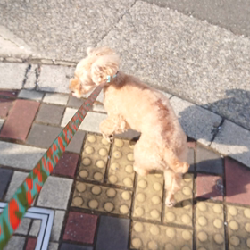 術後９３日①　3か月検診外来　リハビリ外来8回目　誕生日の画像