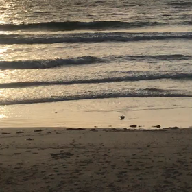 あらあらの画像