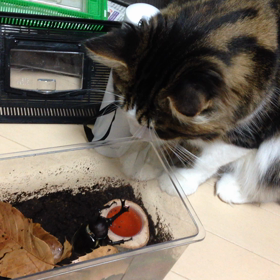 カブとねこの画像