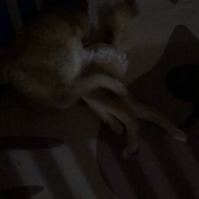 はな、、。の画像