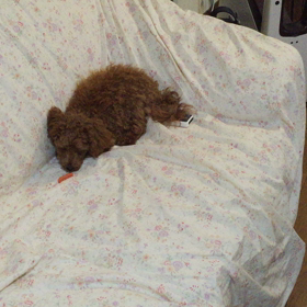 ゆっくりとの画像