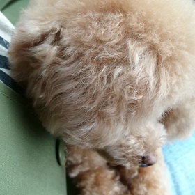 シャンプー&カットの画像