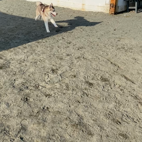 シベリアンハスキーめろんの画像