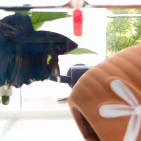 バグるBerry君の画像