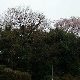 3月の雪と今日の雷の画像