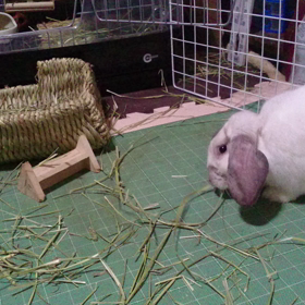 動画とってみた2の画像