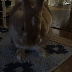 かゎいい♥(ˆ⌣ˆԅ)の画像