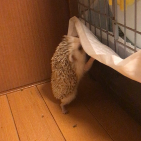 ロミオとジュリエット 〜ハリネズミverの画像