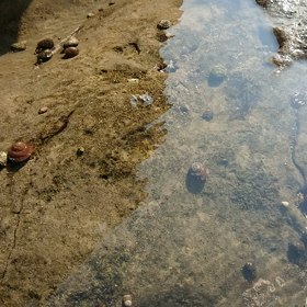 ヤドカリさん速えぇ！の画像