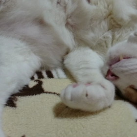 生きてますので安心して下さいの画像