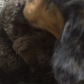 世話好きジャスミンの画像