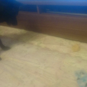 VS   ヒマラヤチーズの画像