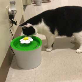 猫の方がぶっちゃけ贅沢の画像