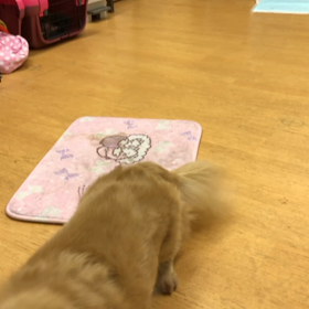 マロン編。の画像